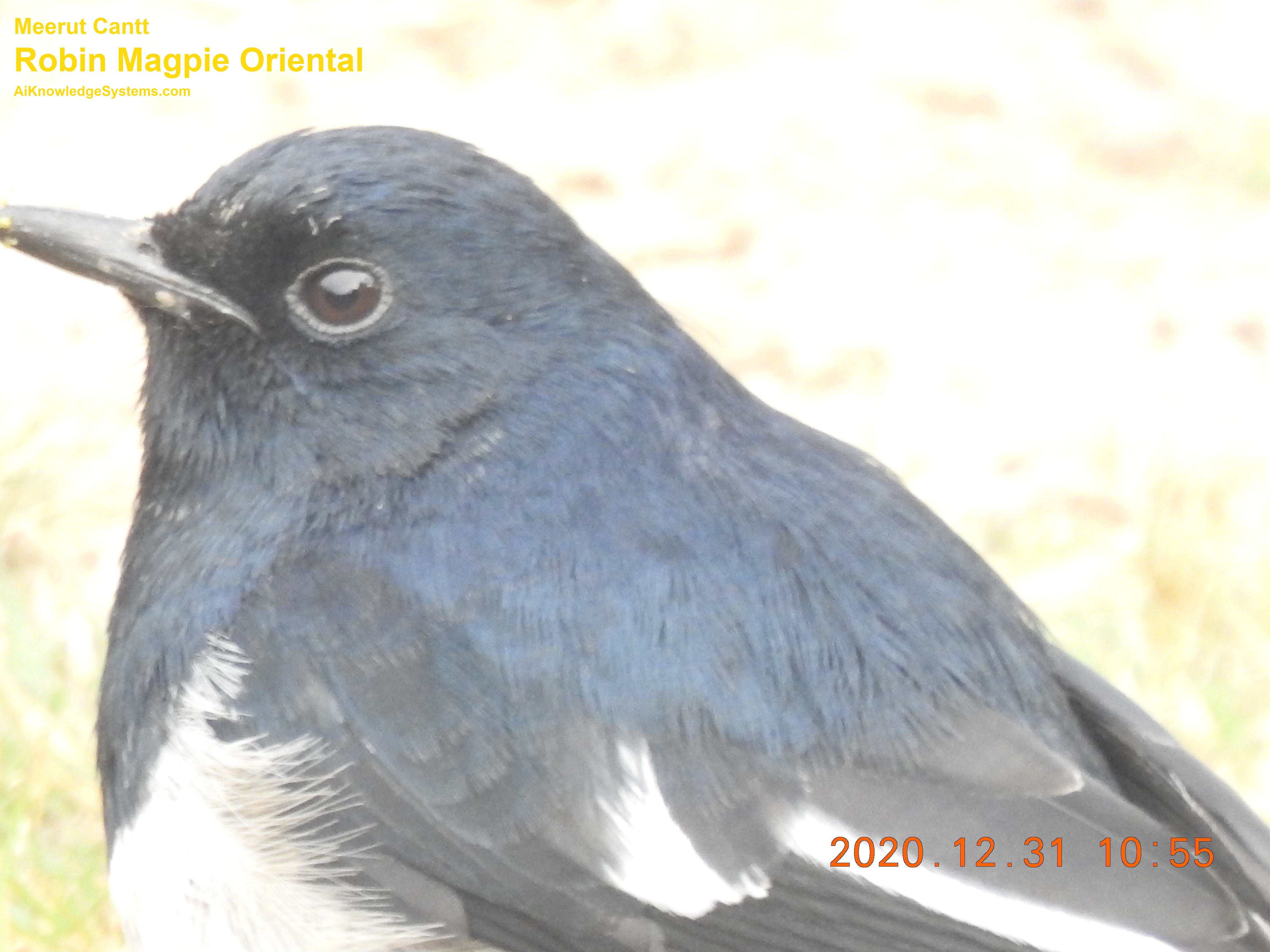 Magpie Robin (93) Coming Soon